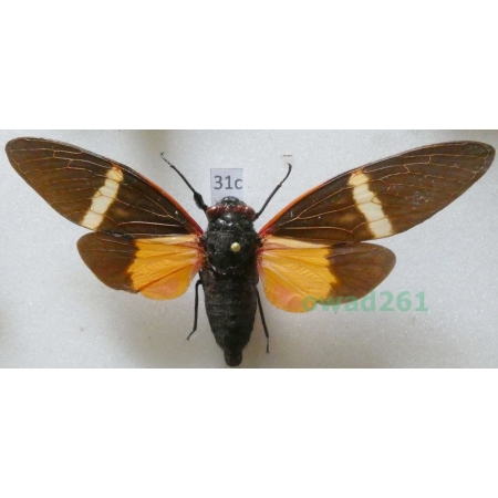 Tosena paviei (Noualhier, 1896) Thailand31c